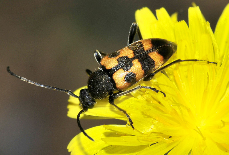 Cerambycidae :Pachytodes erraticus  - Paradisia (Grecia)
